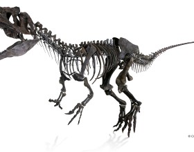Foto del esqueleto de un dinosaurio carnívoro subastado por Aguttes en la Torre Eiffel.